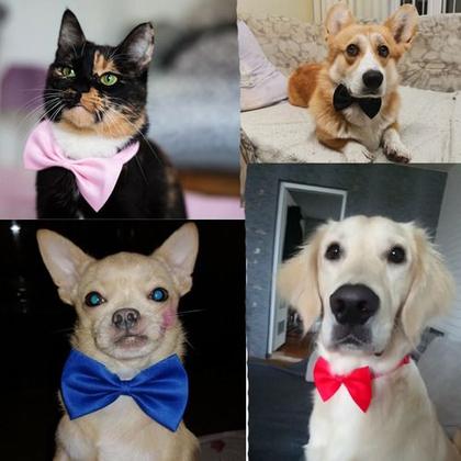 Imagem de Bandana Pet Gravata Borboleta Ajustável Para Cachorro Cães Cão Cachorros Pequenos Gatos Black Tie