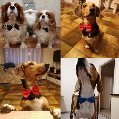 Imagem de Bandana Pet Gravata Borboleta Ajustável Para Cachorro Cães Cão Cachorros Pequenos Gatos Black Tie