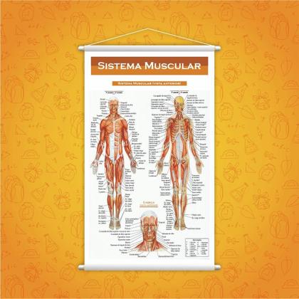 Imagem de Banner Escolar Pedagógico Sistema Muscular Medicina 80X50Cm