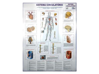 Imagem de Banner Mapa Sistema Circulatório Anatomia Do Corpo Humano