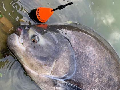 Imagem de Boia Cevadeira Braba Amortecedor Copo Preto 47gr - JR Pesca (Várias Cores)