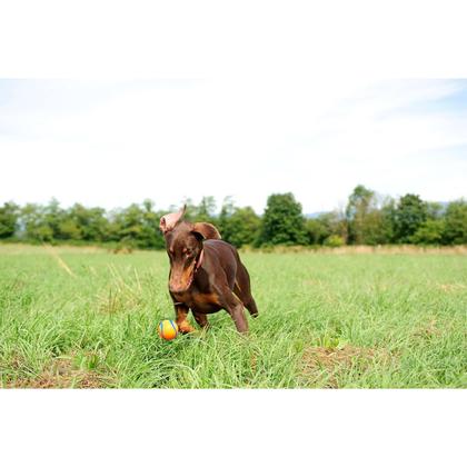 Imagem de Bola Aquática Cachorro Ultra Ball Chuck It Medio 2-pk Pet