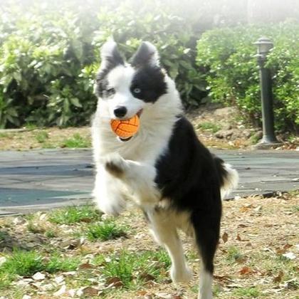 Imagem de Bola Bolinha Pet para Cães Cachorros Pequenos e Filhotes - Bolinha com Guizo