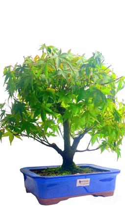 Imagem de Bonsai acer palmatum no vaso de porcelana vietnamita