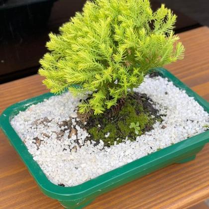 Bonsai Tuia Verde - Inspira Flora - Plantas Artificiais - Magazine
