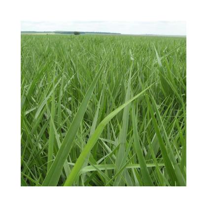 Imagem de Brachiaria Brizantha MG-4 - 5kg Sementes