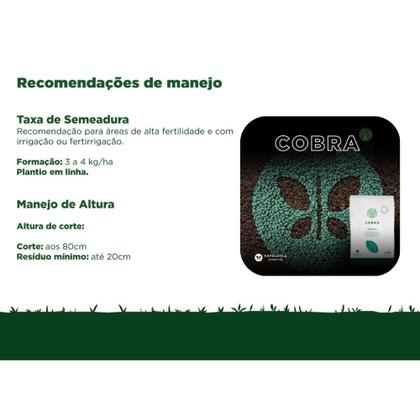 Imagem de Brachiaria Hibrida Cobra p/ produzir Feno Gado de Corte 3kg