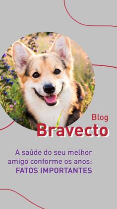 Imagem de Bravecto Cães 4,5 A 10kg 250mg Antipulgas E Carrapatos