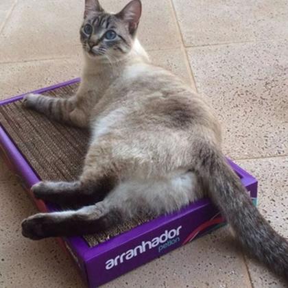 Imagem de Brinquedo Arranhador De Papelão Para Gatos Gatinhos Pets + Catnip Erva do Gato Cat Nip Relaxante 100% Natural Poste Protetor Sofá Cama Cortina Petlon