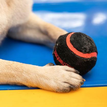 Imagem de Brinquedo Bola de Tênis com Apito para Cães Ultraball Tam M