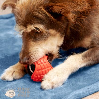 Imagem de Brinquedo BolaCap Xfun Dual Color Bola de Tênis Com Capa e Apito Para Cães - Germanhart