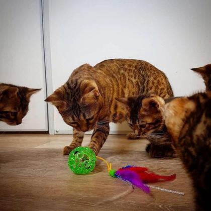 Imagem de Brinquedo Bolinha para Gato JW Lattice Ball Recheável Com Catnip Verde