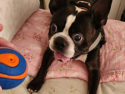 Brinquedo Chuckit Ultra Squeaker Ball Com Apito Para Cachorro Pequeno - Chuckit! Imagem de Brinquedo Chuckit Ultra Squeaker Ball Com Apito Para Cachorro Pequeno