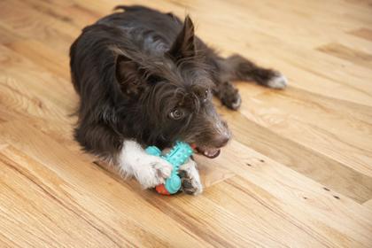 Imagem de Brinquedo Dental Nubbies Wishbone Toy Arm & Hammer Para Cães