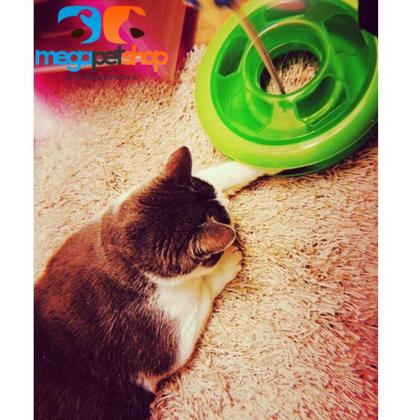 Imagem de Brinquedo Interativo para Gato Caçador c/ CATNIP Brinde 1 Bola Pawise