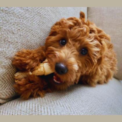 Imagem de Brinquedo mordedor petisco snacks pet osso nó para cães ou cachorro de raças pequenas e media crocante e palatavel pacote 1kg 