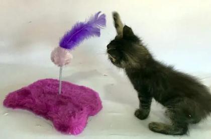 Imagem de Brinquedo Para Gatos Com Mola Roxo