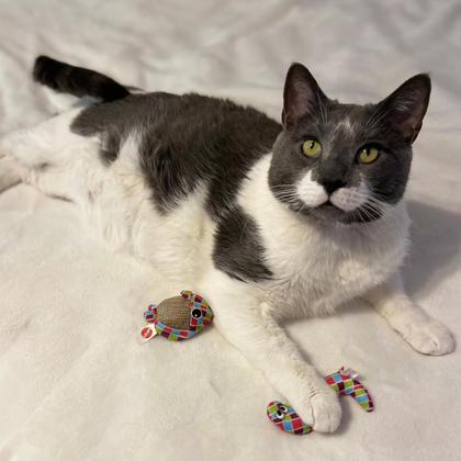 Imagem de Brinquedo para gatos SPOT Catch N' Release com bonecos Catnip 2