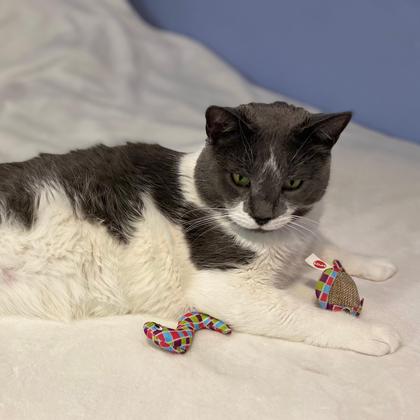 Imagem de Brinquedo para gatos SPOT Catch N' Release com bonecos Catnip 2