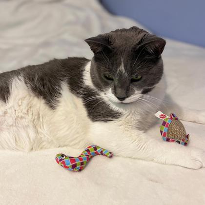 Imagem de Brinquedo para gatos SPOT Catch N' Release com bonecos Catnip 2