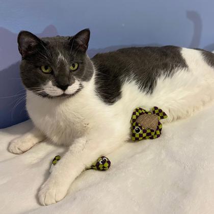 Imagem de Brinquedo para gatos SPOT Catch N' Release com bonecos Catnip 2