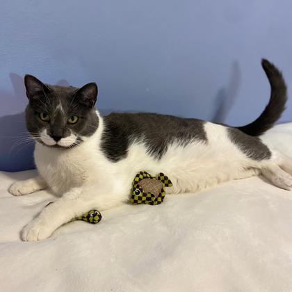 Imagem de Brinquedo para gatos SPOT Catch N' Release com bonecos Catnip 2