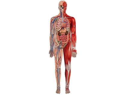 Imagem de Brinquedo Quebra-Cabeça Puzzle Play Gigante Corpo Humano Grow - 03636
