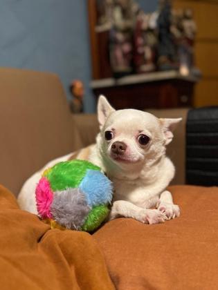 Imagem de Brinquedos de pelúcia para cachorros pequenos kit com 6 unidades  