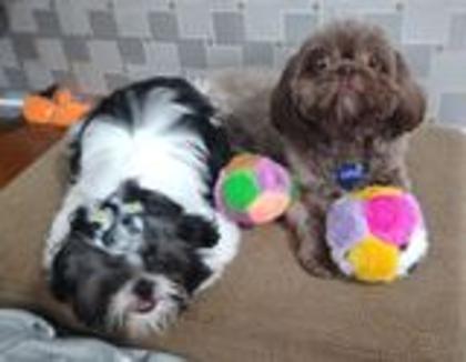 Imagem de Brinquedos de pelúcia para cachorros pequenos kit com 6 unidades  