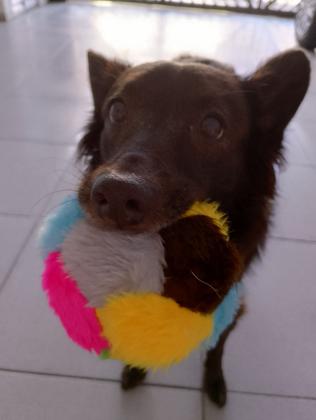 Imagem de Brinquedos de pelúcia para cachorros pequenos kit com 6 unidades  