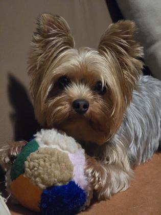 Imagem de Brinquedos de pelúcia para cachorros pequenos kit com 6 unidades  