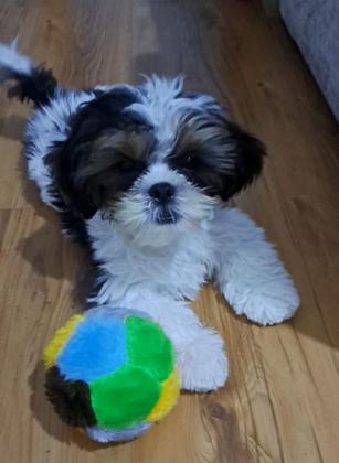 Imagem de Brinquedos de pelúcia para cachorros pequenos kit com 6 unidades  