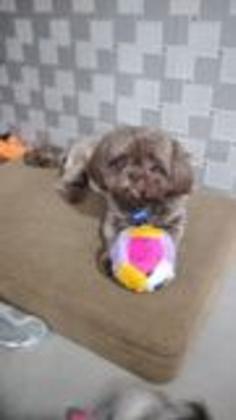 Imagem de Brinquedos de pelúcia para cachorros pequenos kit com 6 unidades  