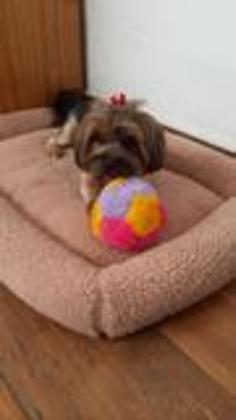 Imagem de Brinquedos de pelúcia para cachorros pequenos kit com 6 unidades  