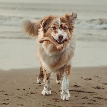 Imagem de Brinquedos para mastigar para cães Benebone Fishbone/Wishbone, pacote com 2 unidades médias