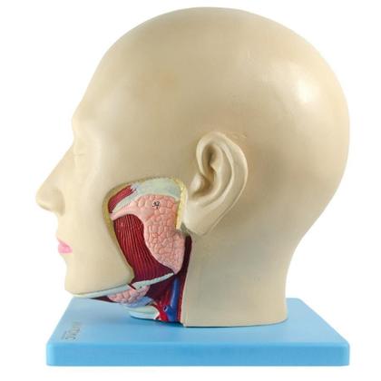 Imagem de Cabeça Humana Com Caixa Craniana, Cérebro E Crânio Em 4 Pts