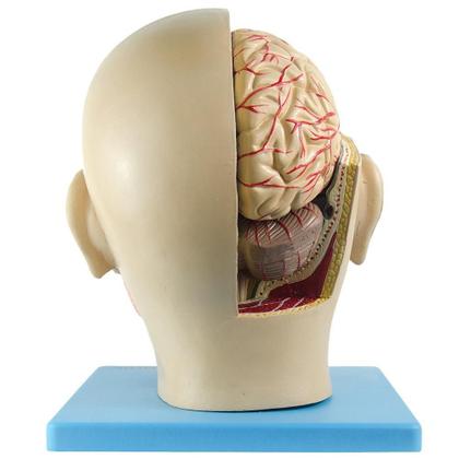 Imagem de Cabeça Humana Com Caixa Craniana, Cérebro E Crânio Em 4 Pts