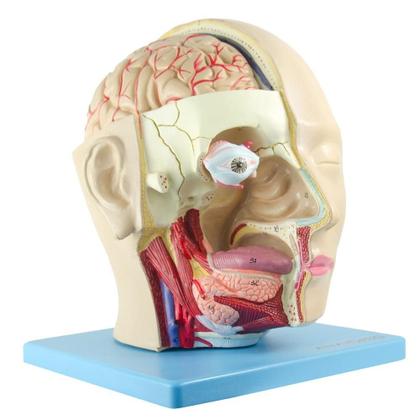 Imagem de Cabeça Humana Com Caixa Craniana, Cérebro E Crânio Em 4 Pts