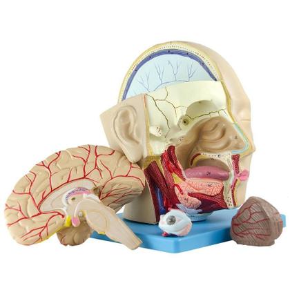 Imagem de Cabeça Humana Com Caixa Craniana, Cérebro E Crânio Em 4 Pts