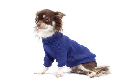 Imagem de Cacharrel de Malha para Cachorro e Gato Pet