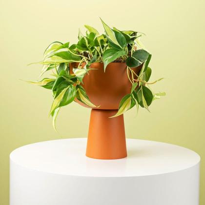 Imagem de Cachepô Coleção Due N6 Pote 21 Vaso Raiz 24x14 Cores Variada Cachepot