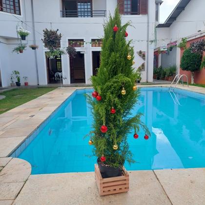 Imagem de Cachepô De Madeira Quadrado Para Orquídeas E Plantas M 20x20