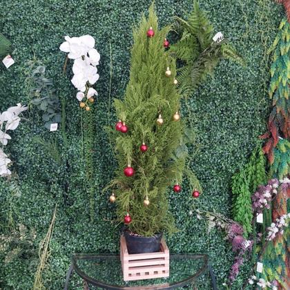 Imagem de Cachepô De Madeira Quadrado Para Orquídeas E Plantas M 20x20