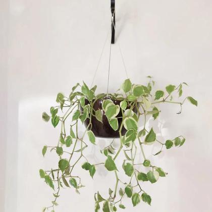 Imagem de Cachepô Elegance Cuia Flor Café Imperial Decoração 4L Plástico