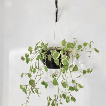 Imagem de Cachepô Elegance Cuia Flor Preto Onix Decoração 4L Plástico