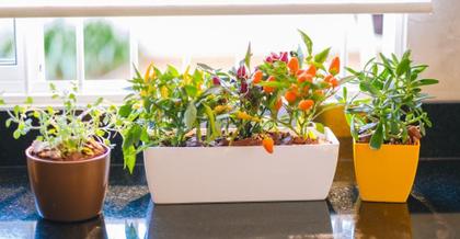 Imagem de Cachepô elegance nutriplan jardineira café imperial