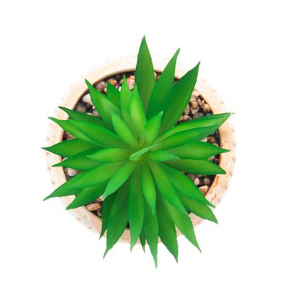 Imagem de Cachepot de cerâmica com suculenta rattan 10 x10 x 17 cm Wolff - 61612