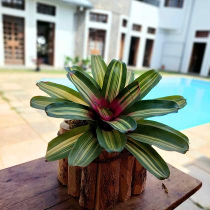 Imagem de Cachepot Quadrado Rustico Madeira de Cafe Para Flores Tam. G