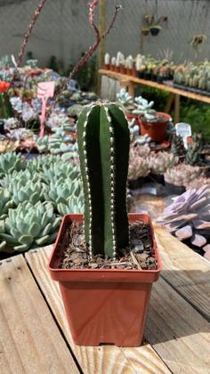 Imagem de Cacto Cereus Marginatus Muda Linda E Saudável Top Coleção