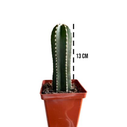 Imagem de Cacto Cereus Marginatus Muda Linda E Saudável Top Coleção